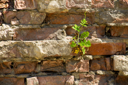 Celandine flower growing in old red brick wallの写真素材