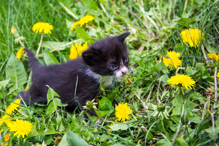 Small kitten in yellow dandelion flowers. Young cat on green meadowの写真素材