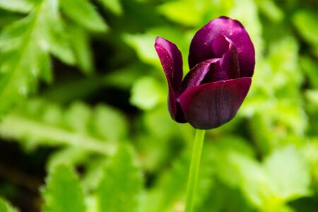 Purple tulip in the gardenの写真素材