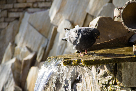 Pigeon drinking water from the pool of fountain in the parkの写真素材