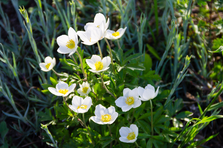 White wood anemones flowers (Anemone nemorosa)の写真素材