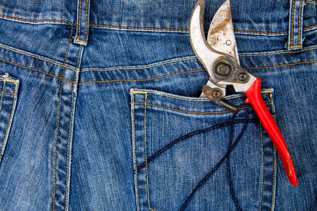 Pruning shears in the pocket of blue jeansの写真素材