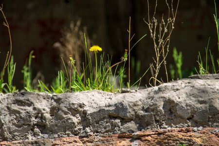 Dandelion flowers growing on old brick wallの写真素材
