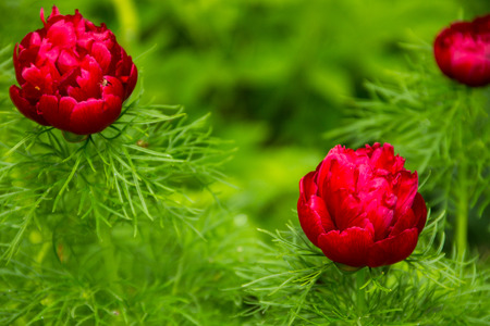 Red peony flower (Paeonia tenuifolia)の写真素材