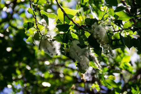 Poplar fluff on the branch closeup. Poplar fluff causes allergyの写真素材
