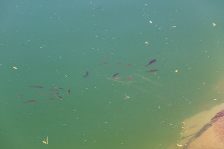 Small fish swim in blue water of the lakeの写真素材