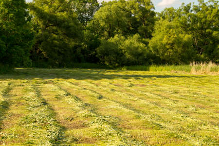 Freshly mowed meadow with rows of hay. Agricultural summer landscapeの写真素材