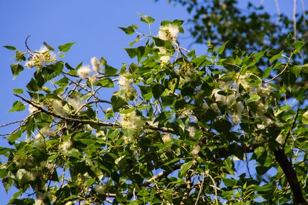 Poplar fluff on the branch closeup. Poplar fluff causes allergyの写真素材