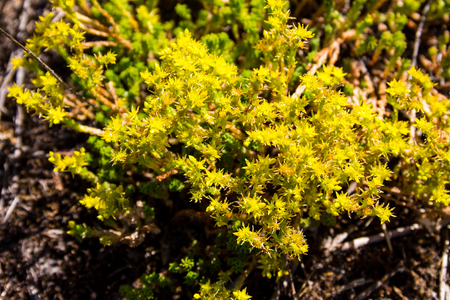 Goldmoss stonecrop flowers (Sedum acre) on meadowの写真素材