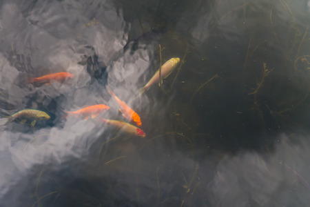 Small fish swim in blue water of the lakeの写真素材