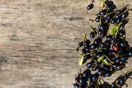 Black currant berries on rustic wooden background. Top view with copy spaceの写真素材