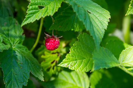 Ripe raspberries on a bush in garden closeup