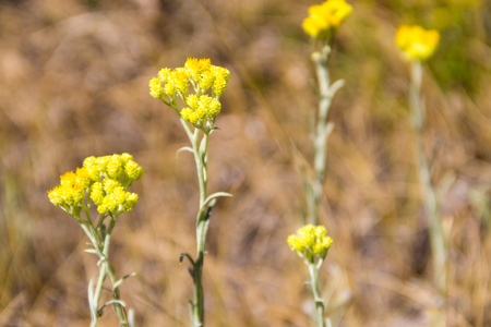 Helichrysum arenarium on meadowの写真素材