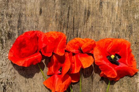 Red poppy flowers on wooden background. Top viewの写真素材