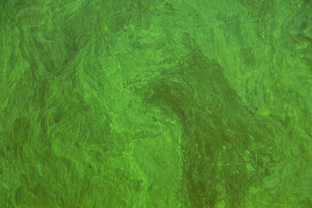 Blooming green water. Green algae polluted riverの写真素材