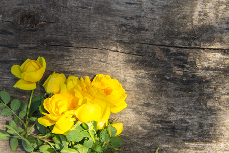Yellow rose flowers on rustic wooden background with copy space. Top viewの写真素材