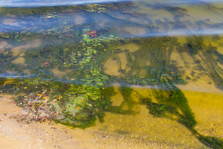 Green algae in water on sandy beach. Water pollution. Ecological problem
