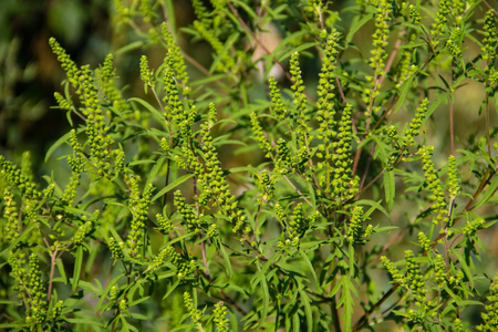 Ragweed plants (Ambrosia artemisiifolia) causing allergyの写真素材