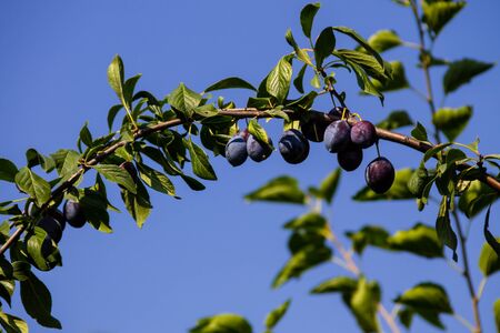 Ripe plums on a branchの写真素材