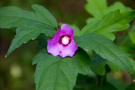 Purrple hibiscus flower on a bush in gardenの写真素材