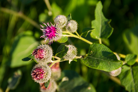 Blooming burdock (Arctium lappa)の写真素材