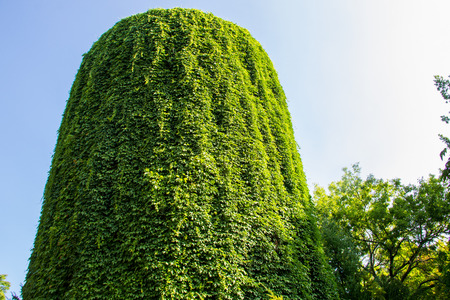 Water tower covered with wild grapes in Askania Nova, Ukraineのeditorial素材