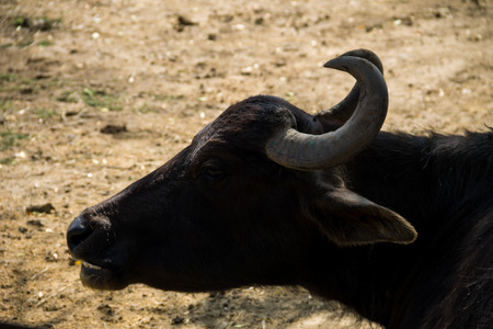 Portrait of asiatic water buffalo (Bubalus arnee)の写真素材