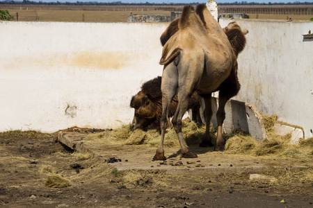 Two bactrian camels (Camelus bactrianus)の写真素材