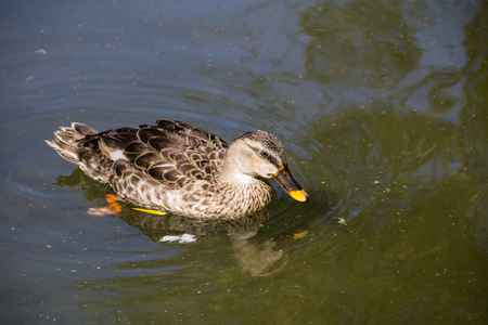 Wild ducks on the lake surfaceの写真素材