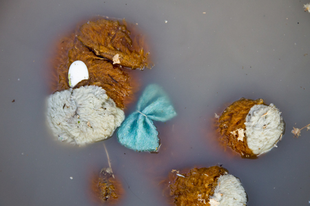 Abandoned dog doll in dirty water. Concept of natural disasterの写真素材