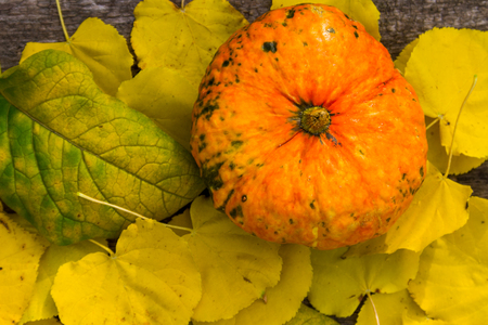 Small decorative pumpkin on  yellow leaves. Autumn harvest, Thanksgiving or Halloween conceptの写真素材