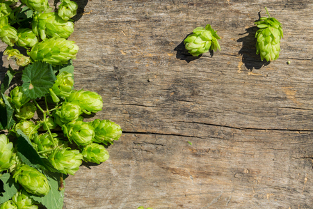 Hop cones on rustic wooden background. Ingredient for beer production. Top view with copy space