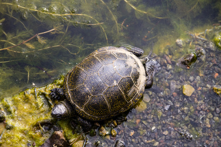 European pond turtle (Emys orbicularis)の写真素材