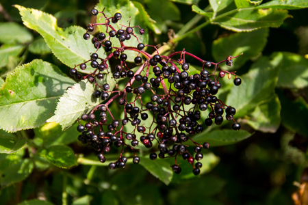 Black elderberry fruits (Sambucus nigra) close-upの写真素材