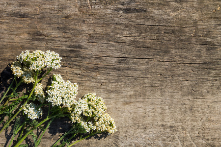 White yarrow flowers (Achillea millefolium) on rustic wooden background. Top view, copy spaceの写真素材