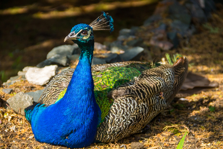 Indian peafowl or blue peafowl (Pavo cristatus)の写真素材