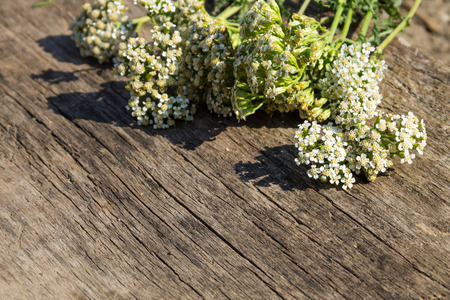 White yarrow flowers (Achillea millefolium) on rustic wooden background. Copy space