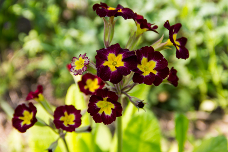 Primula flowers in the gardenの写真素材