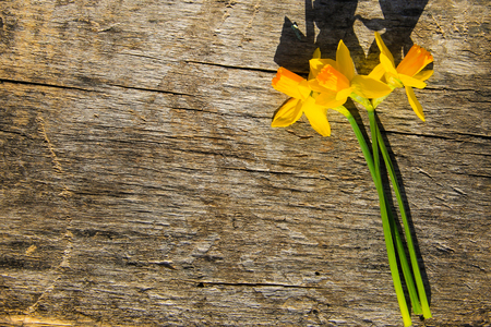 Yellow daffodil flowers on wooden background with copy spaceの写真素材