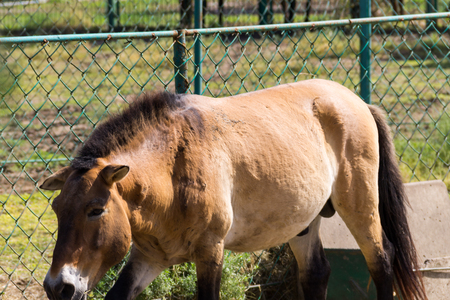 Przewalski wild horses in zoo. The Przewalski horse is a rare, endangered breed of horses in the Red book of conservation. Animals in captivityの写真素材