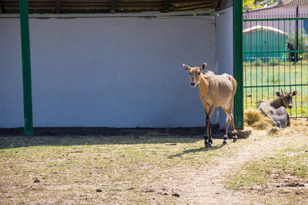 Antelope Nilgai or Blue Bull (Boselaphus Tragocamelus)の写真素材