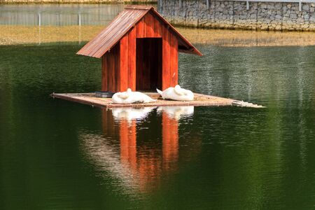 Wooden house for swans on a lake in city parkの写真素材