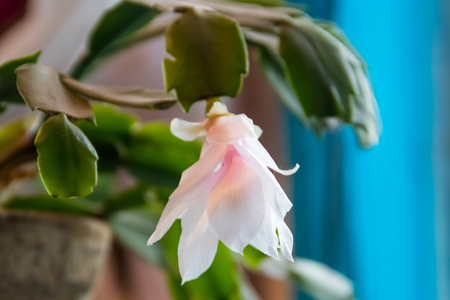 White-pink blooming Christmas cactus (Schlumbergera) in flower potの写真素材