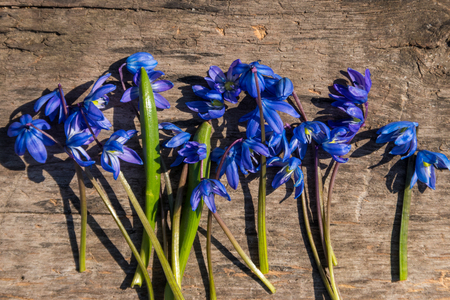 Blue scilla flowers on rustic wooden background. First spring flowers. Greeting card for Valentine's Day, Woman's Day and Mother's Day. Top viewの写真素材