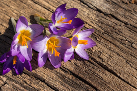 Purple crocus flowers on rustic wooden background. Spring flowers. Greeting card for Valentine's Day, Woman's Day and Mother's Dayの写真素材