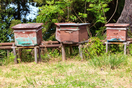 Old wooden beehives on the green meadow