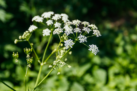 Water hemlock (Conium maculatum) flowersの写真素材