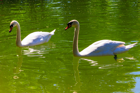Pair of white swans swimming on the lakeの写真素材