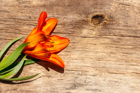 Orange lilies on rustic wooden background. Top view, copy spaceの写真素材