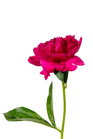 Pink peony flower isolated on white backgroundの写真素材